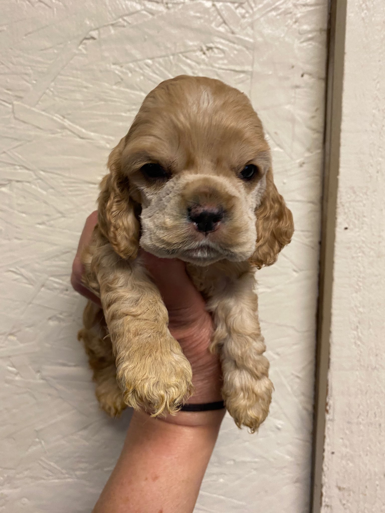 Cocker Spaniel Puppies For Sale In Louisiana Acadias Cockers